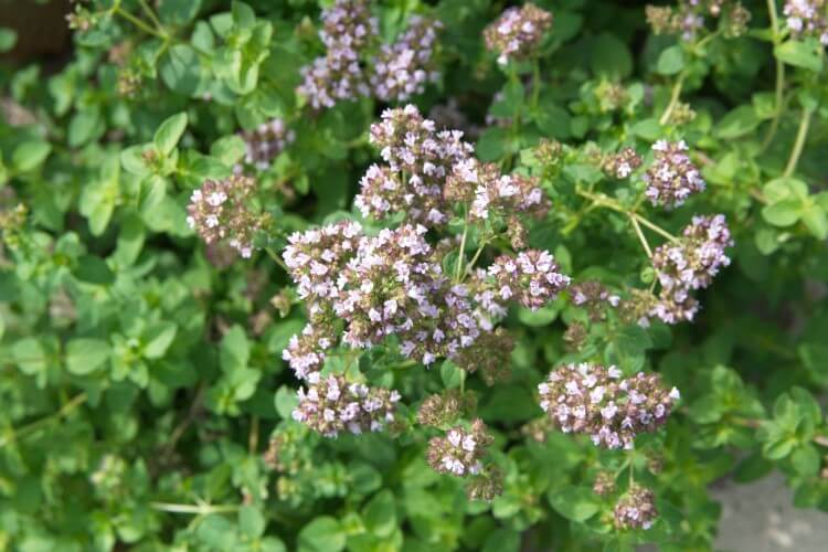 精油の辞典】マジョラム精油の効果・効能・おすすめの使い方