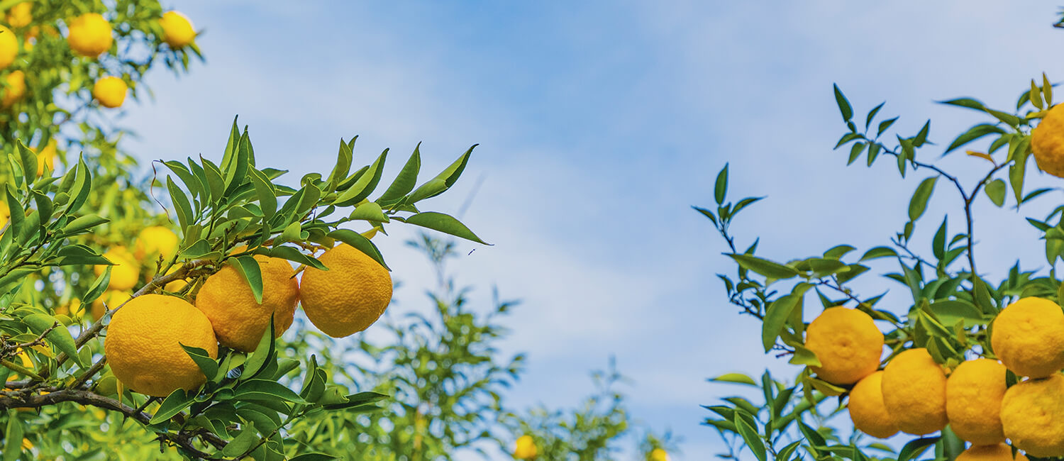 日本の自然が育んだゆず